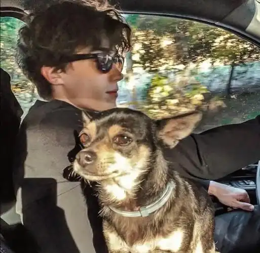 6686体育平台高级作者Vega